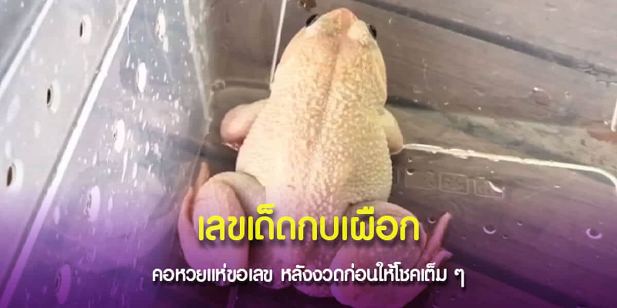 เลขเด็ดกบเผือกให้โชค