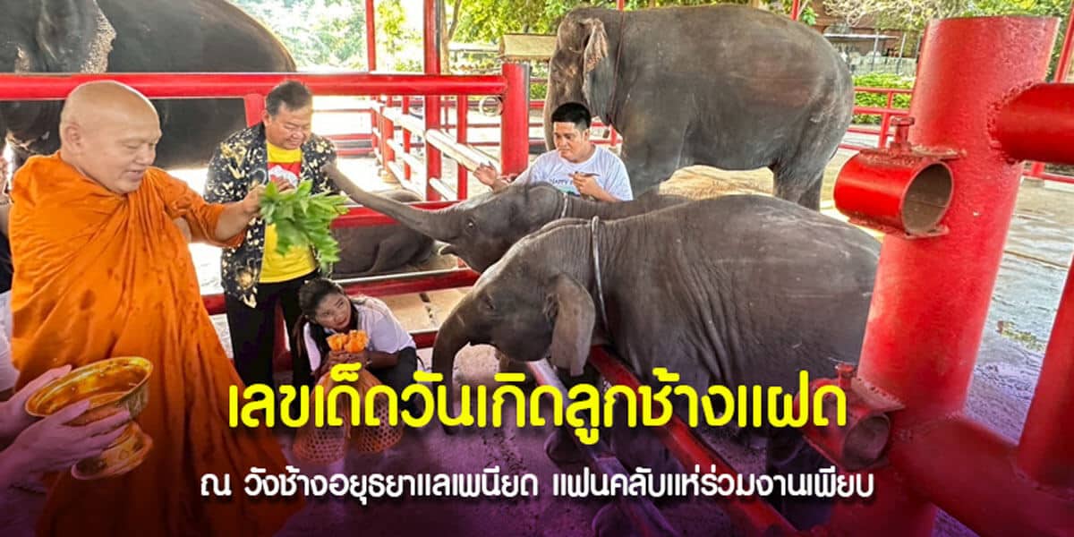 เลขเด็ด วันเกิดลูกช้างแฝด