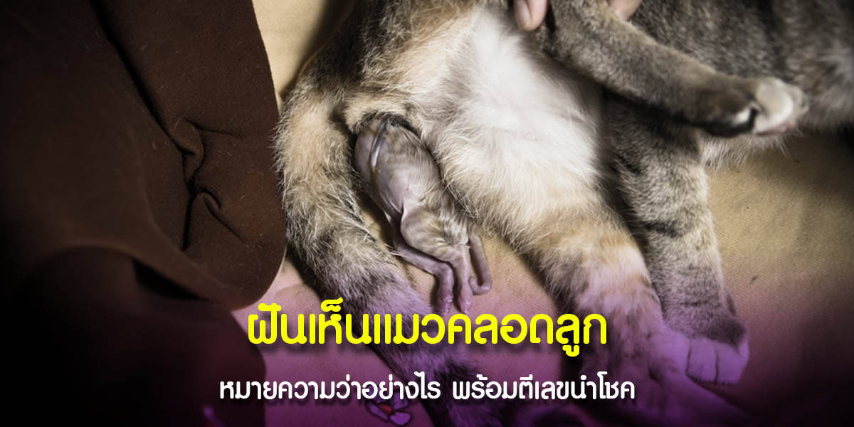 ฝันเห็นแมวคลอดลูก